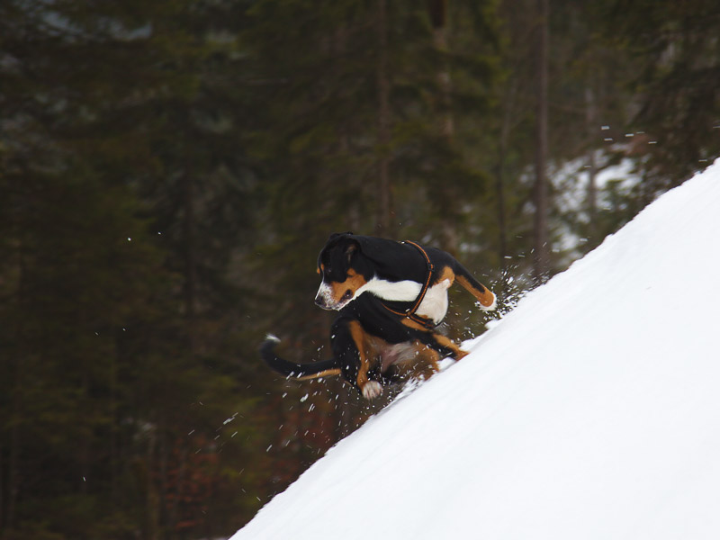 Entlebucher Sennenhund Erziehung Wesen Charakter - Hunde123.de