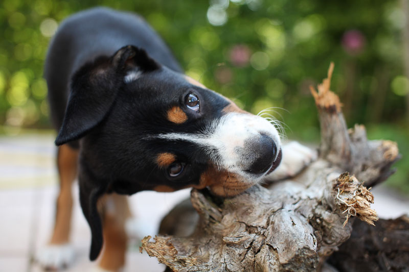 Entlebucher Sennenhund Zucht Welpen Kauf Preis Haltung - Hunde123.de