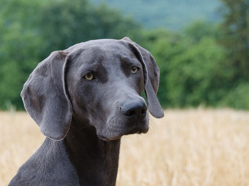 Weimaraner Rüde Hündin Gewicht - Hunde123.de