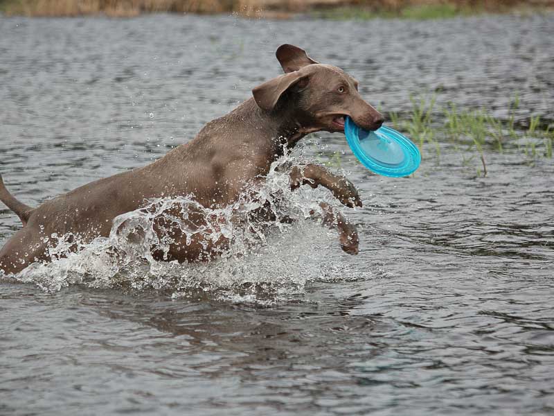 Weimaraner spielen Sport Lebensdauer Gesundheit - Hunde123.de