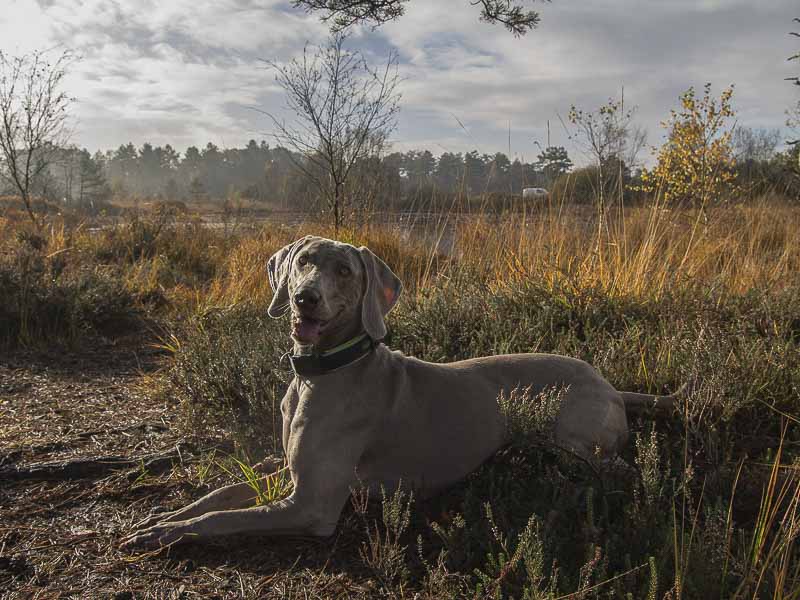 Weimaraner Grau Jadghund Krankheiten Kauf Welpen Zucht - Hunde123.de