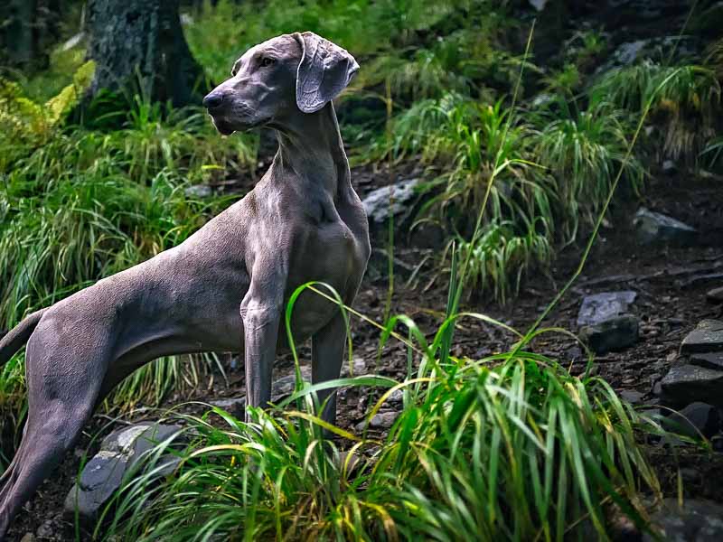 Weimaraner Jadghund Auslauf Hundesport - Hunde123.de