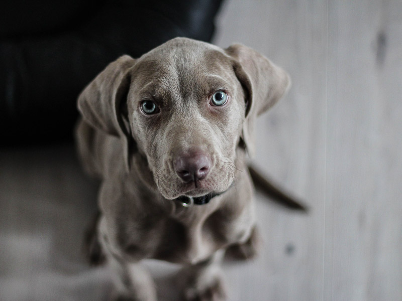 Weimaraner treu Charakater Wesen Eigenschaften - Hunde123.de